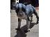 PoulaTo: Κουτάβια American Staffordshire Terrier